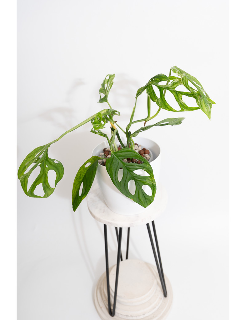 Monstera indonesian marble