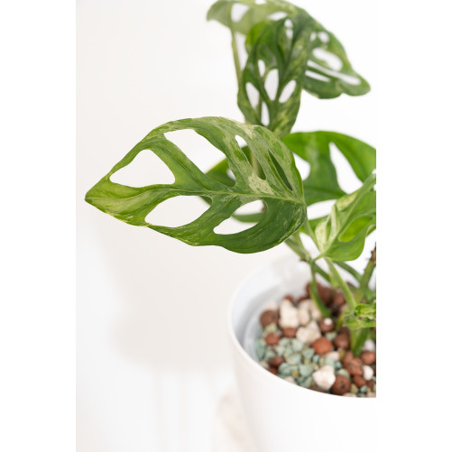 Monstera indonesian marble