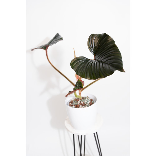 Philodendron sqamicaule pink