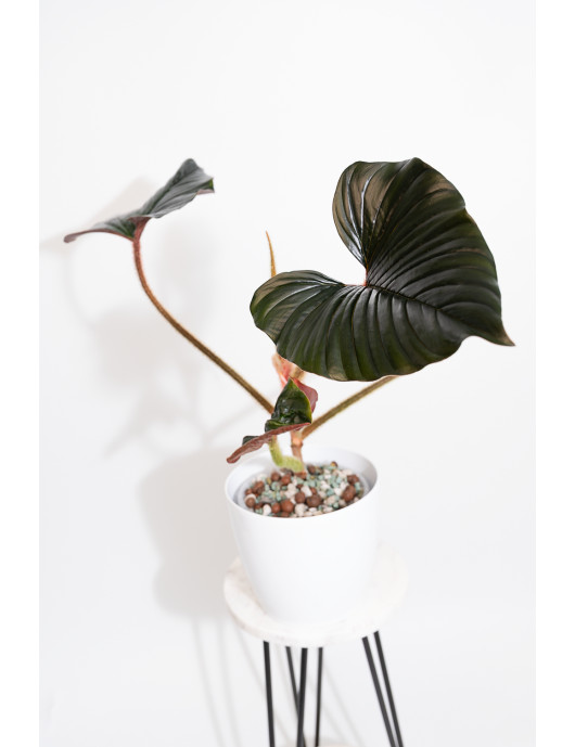 Philodendron sqamicaule pink