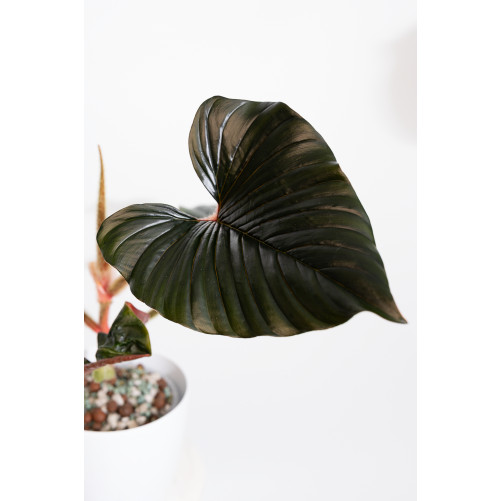 Philodendron sqamicaule pink
