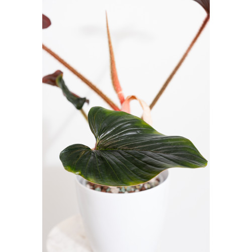 Philodendron sqamicaule pink