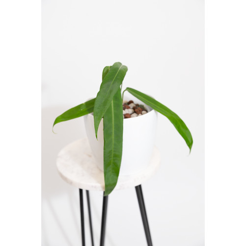 Anthurium pallidiflorum -