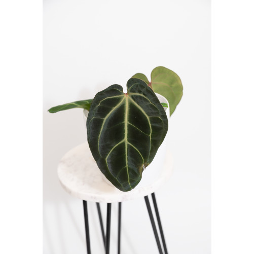 Anthurium besseae aff