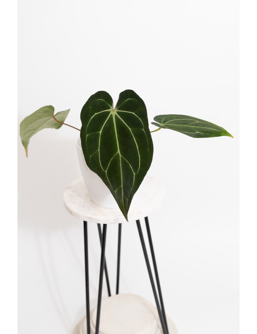 Anthurium crystallinum x