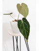 Anthurium crystallinum x