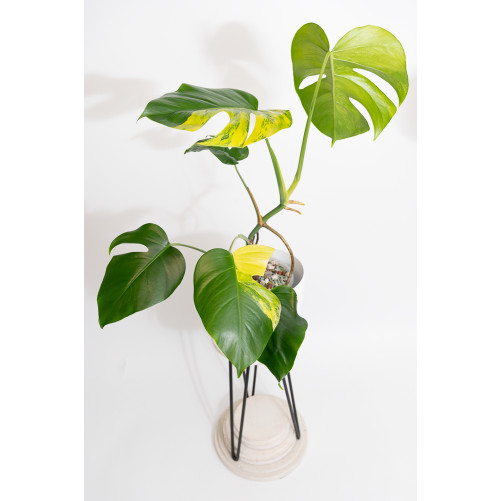 Monstera marmorata aurea
