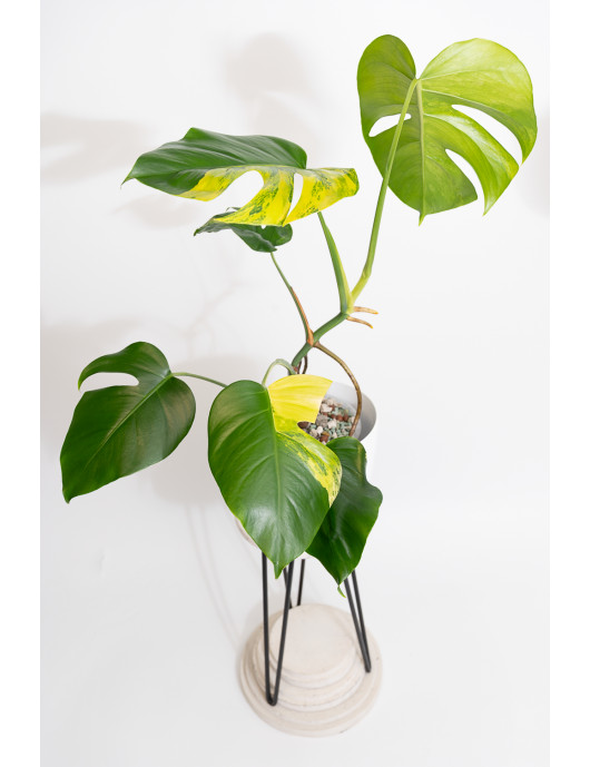 Monstera marmorata aurea