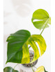 Monstera marmorata aurea