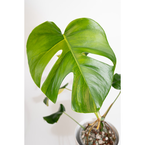 Monstera marmorata aurea