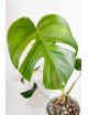 Monstera marmorata aurea