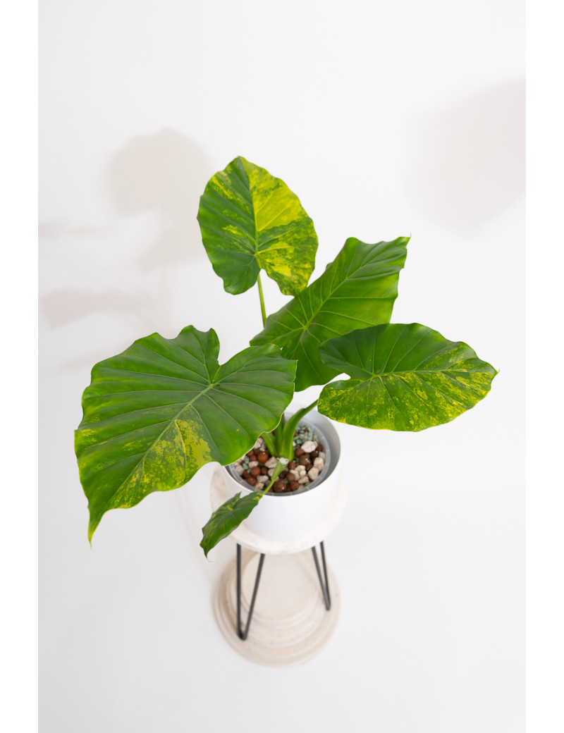 Alokazja gageana aurea