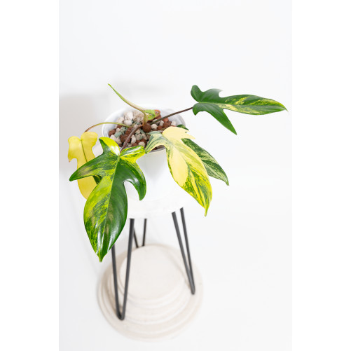 Philodendron florida beauty