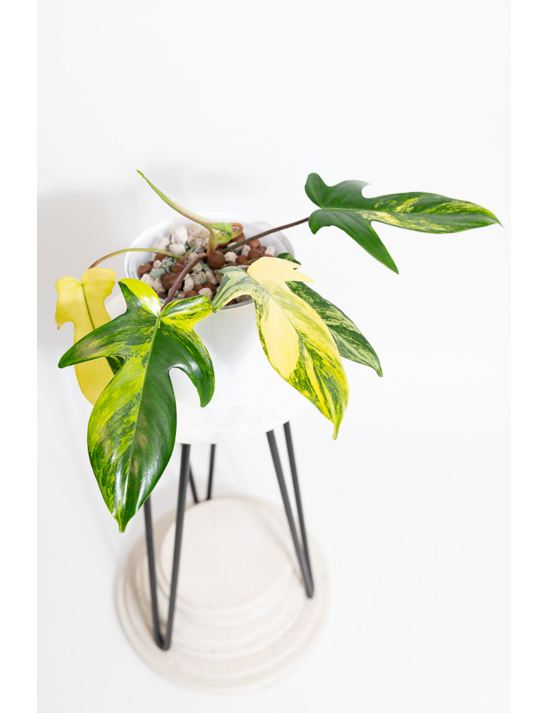 Philodendron florida beauty