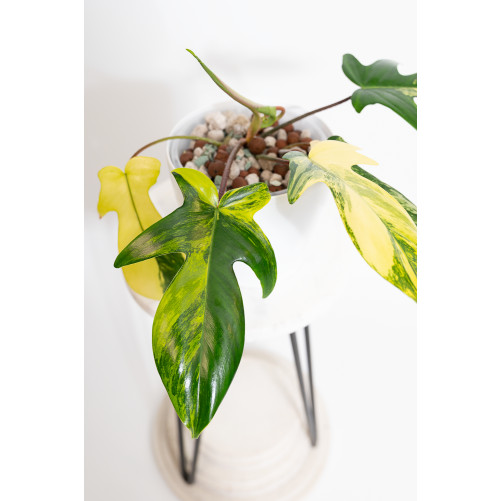 Philodendron florida beauty