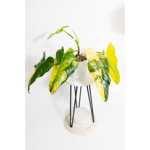 Philodendron domesticum...