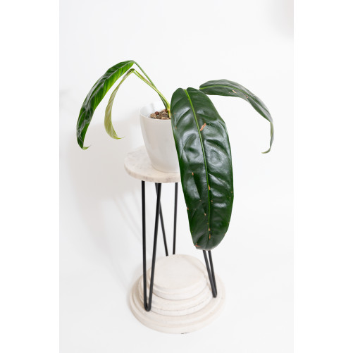 Philodendron patriciae