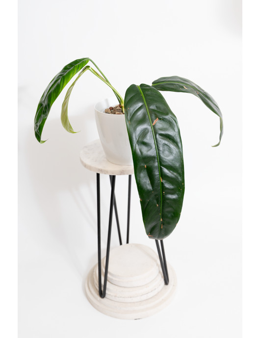 Philodendron patriciae