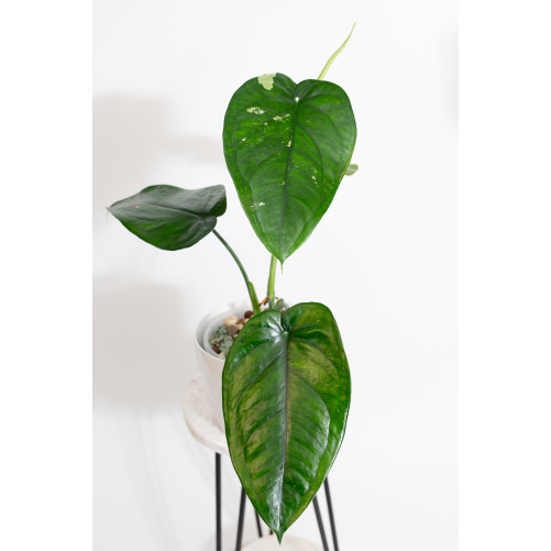 Syngonium chiapense variegata