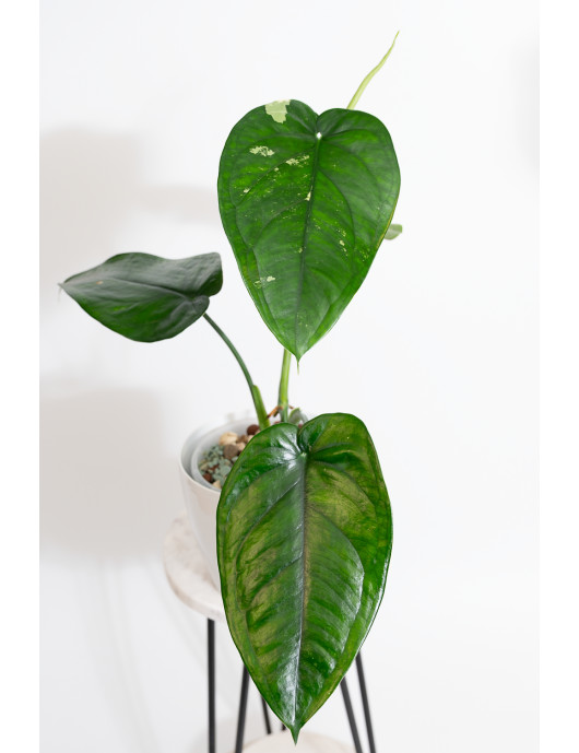 Syngonium chiapense variegata