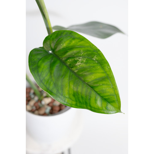 Syngonium chiapense variegata