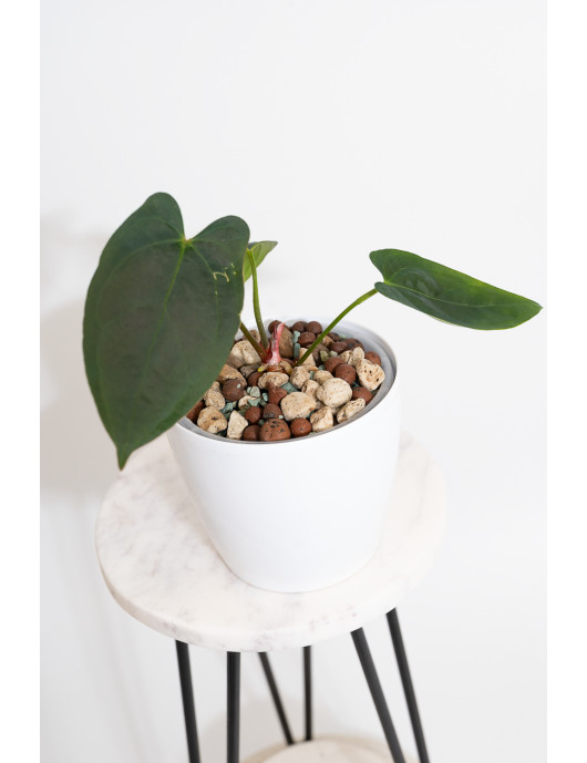 Anthurium crystallinum x...