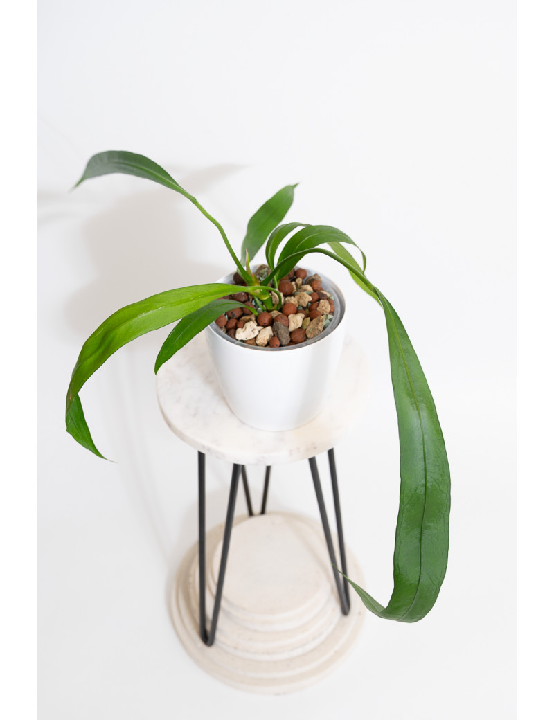 Anthurium vittarifolium