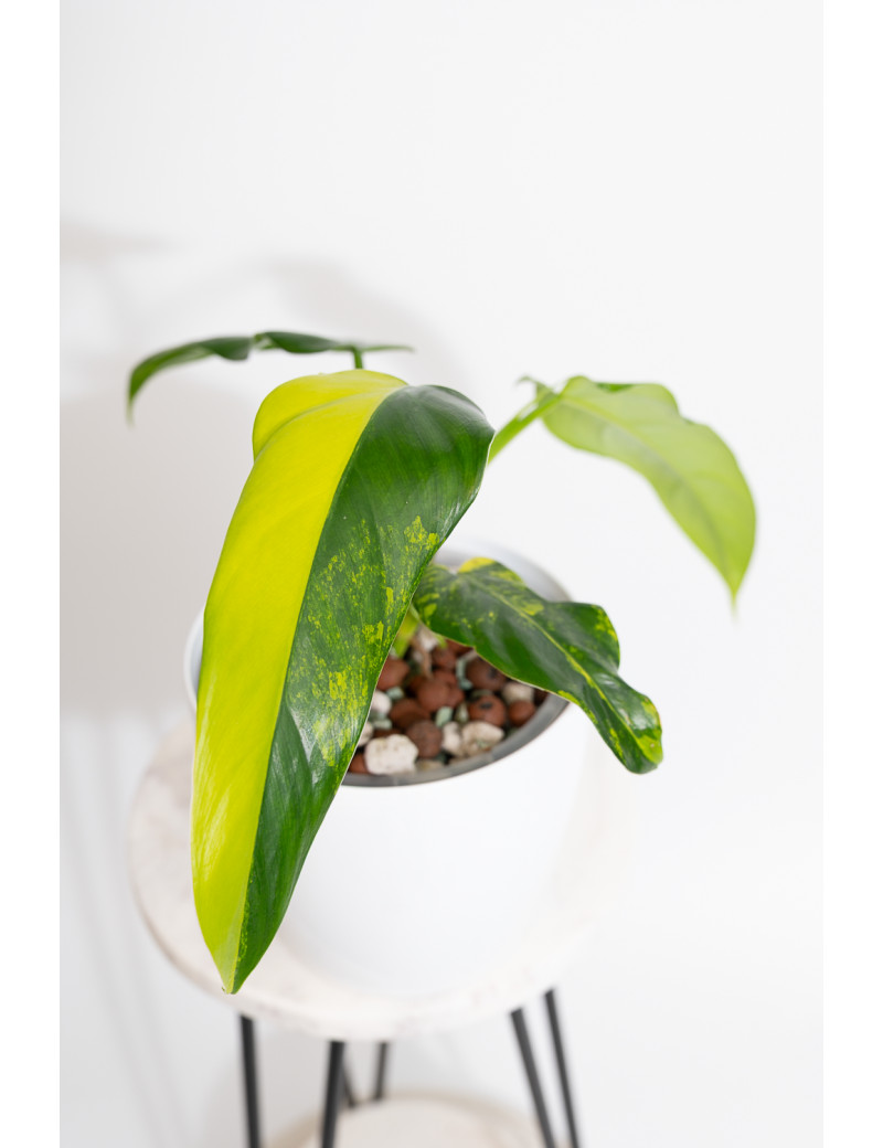 Philodendron domesticum variegata