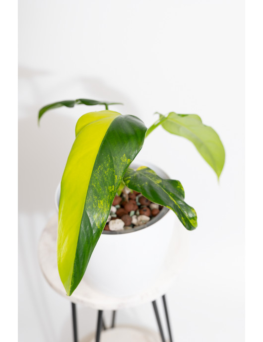 Philodendron domesticum variegata