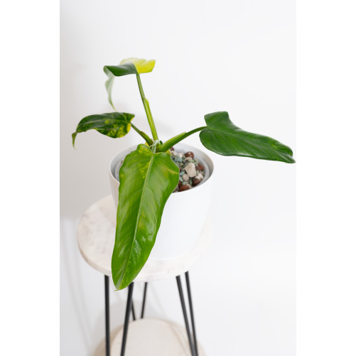 Philodendron domesticum variegata