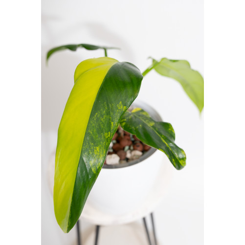 Philodendron domesticum variegata