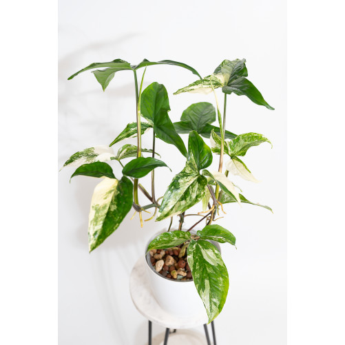 Syngonium emerald gem