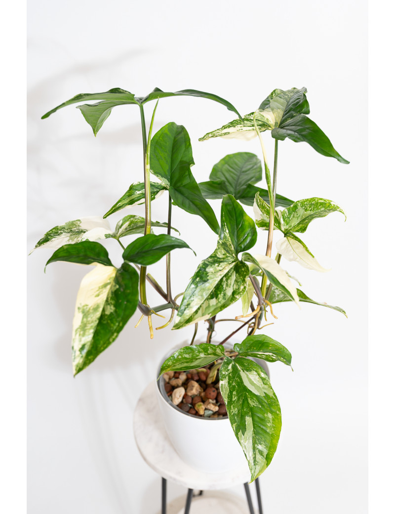 Syngonium emerald gem