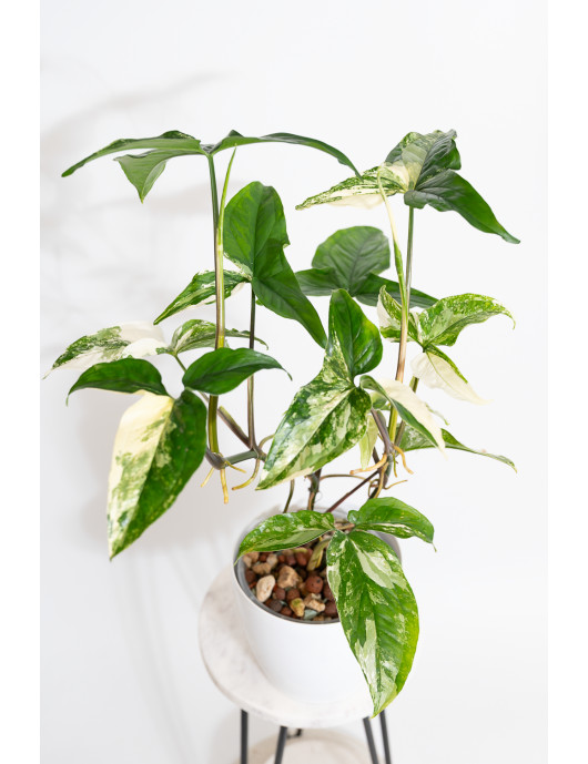 Syngonium emerald gem