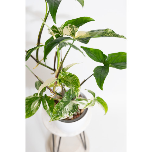 Syngonium emerald gem