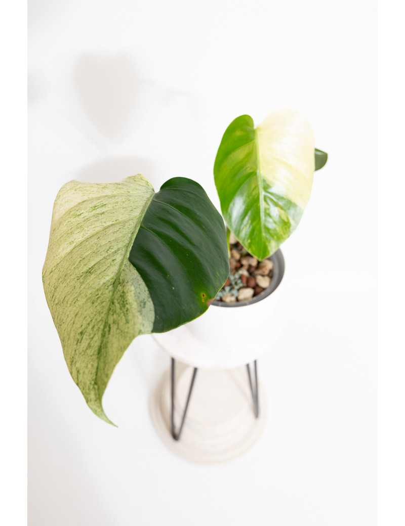 Monstera mint