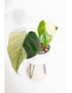 Monstera mint
