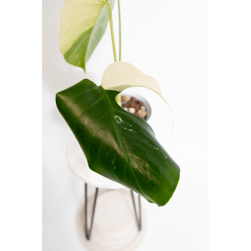 Monstera mint