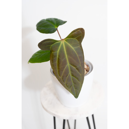 Anthurium besseae aff x...