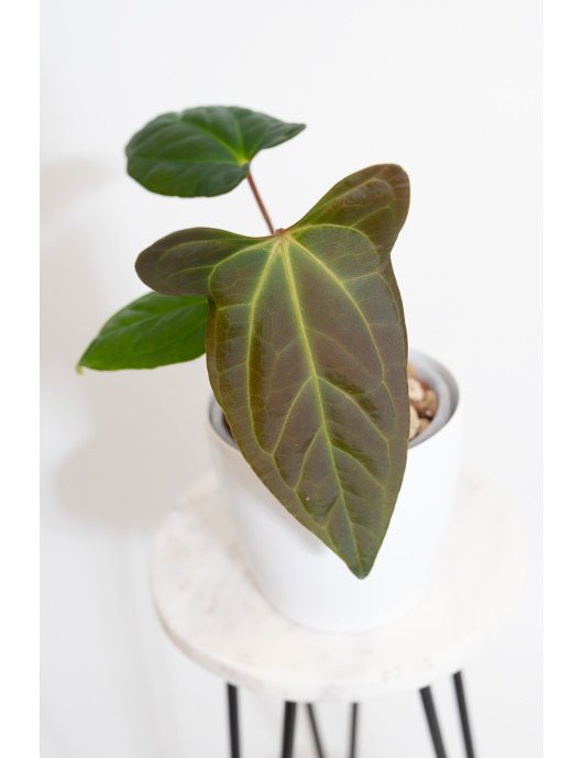 Anthurium besseae aff x pinkleyi (jungle dreams)