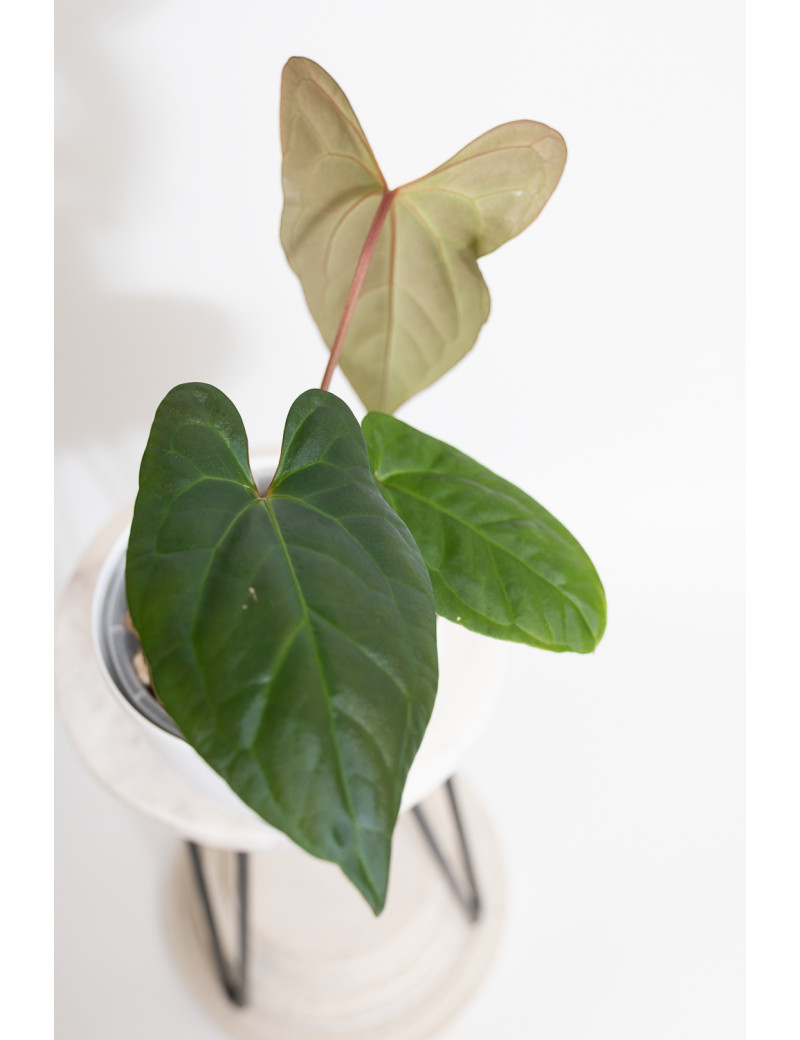 anthurium starfield 6in Anthurium main image 1