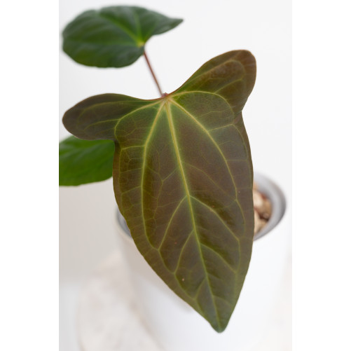 Anthurium besseae aff x pinkleyi (jungle dreams)