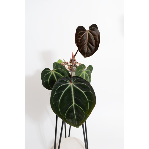 Anthurium besseae aff