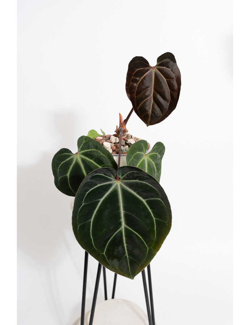 Anthurium besseae aff