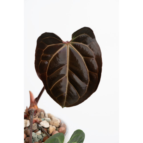 Anthurium besseae aff