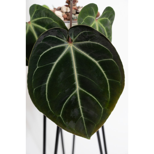 Anthurium besseae aff