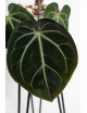 Anthurium besseae aff