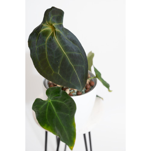 Anthurium magnificum DF x forgetii