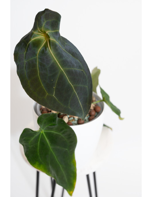 Anthurium magnificum DF x forgetii