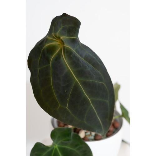 Anthurium magnificum DF x forgetii